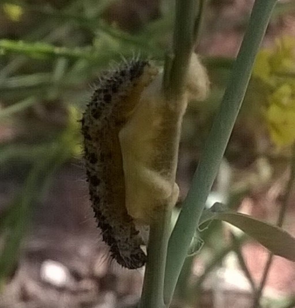 Bruchi di Pieris brassicae parassitati? S