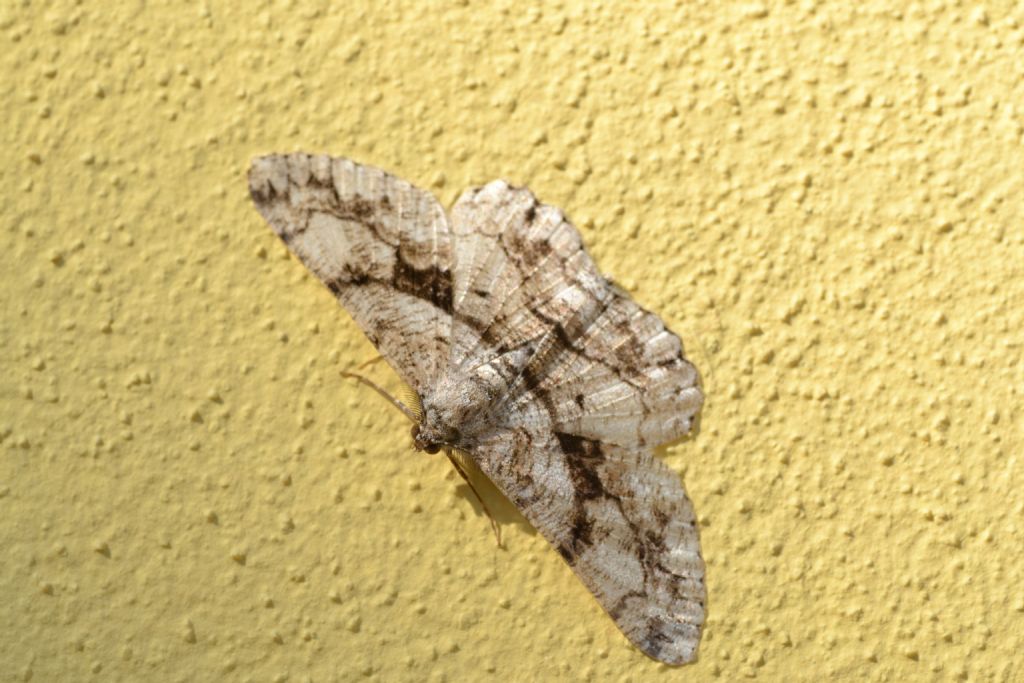 falena da id - Peribatodes umbraria, Geometridae