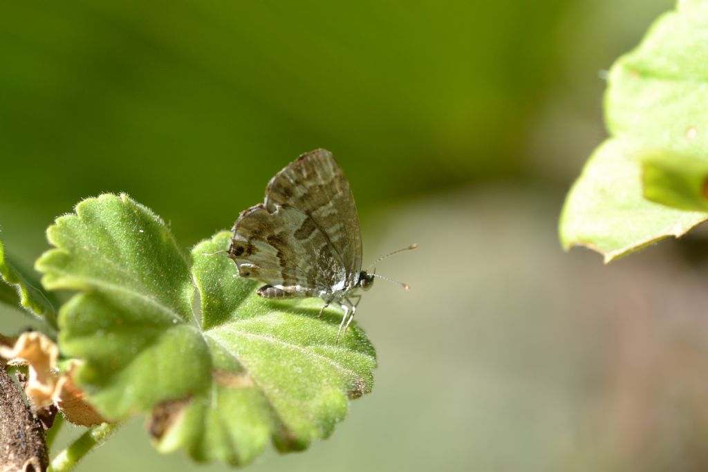 Farfalla da id - Cacyreus marshalli, Lycaenidae