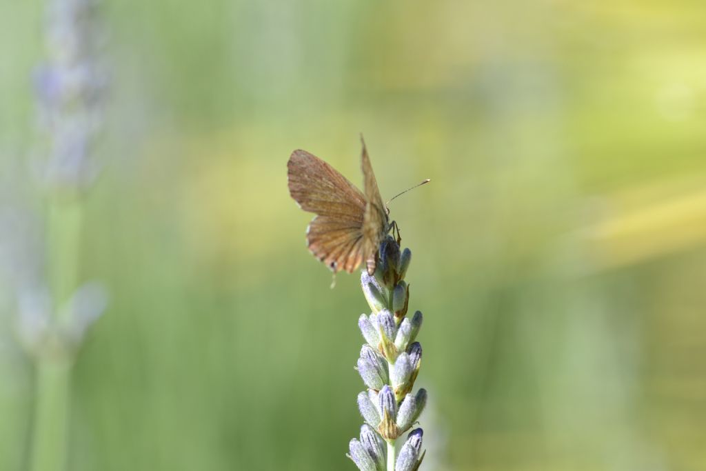 Farfalla da id - Cacyreus marshalli, Lycaenidae