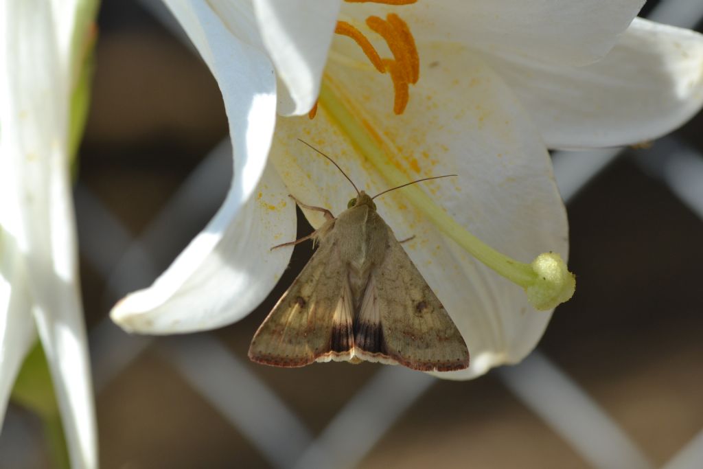 falena da identificare - Helicoverpa armigera, Noctuidae