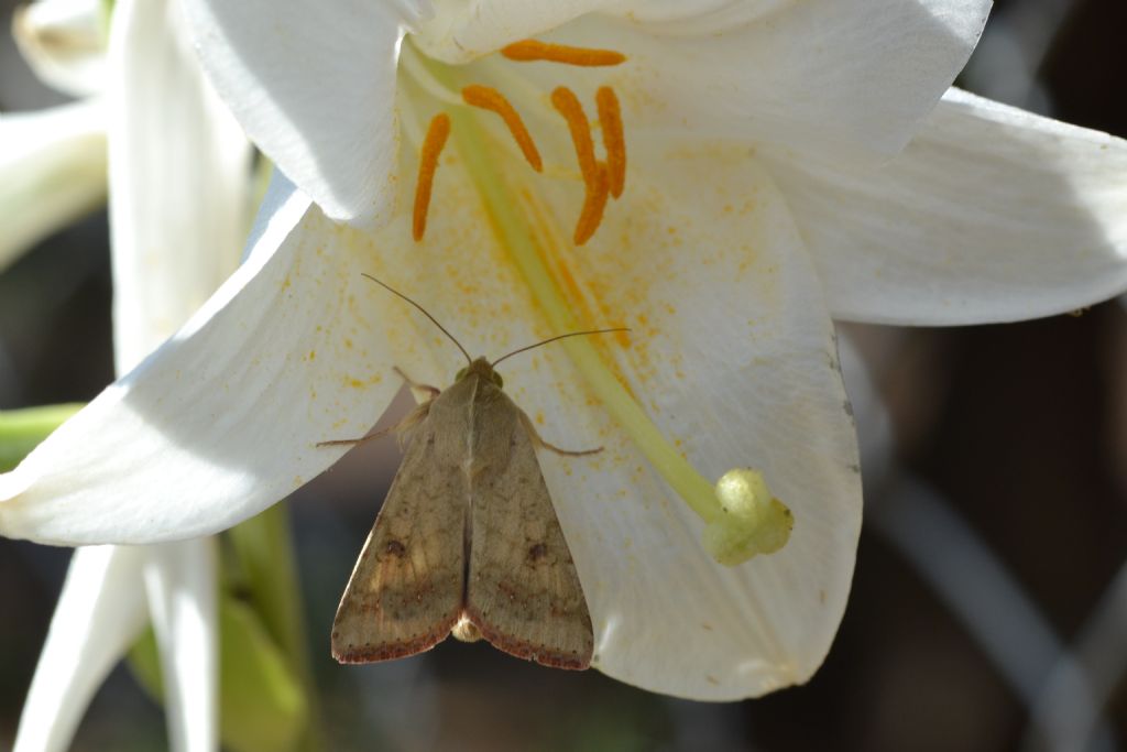 falena da identificare - Helicoverpa armigera, Noctuidae