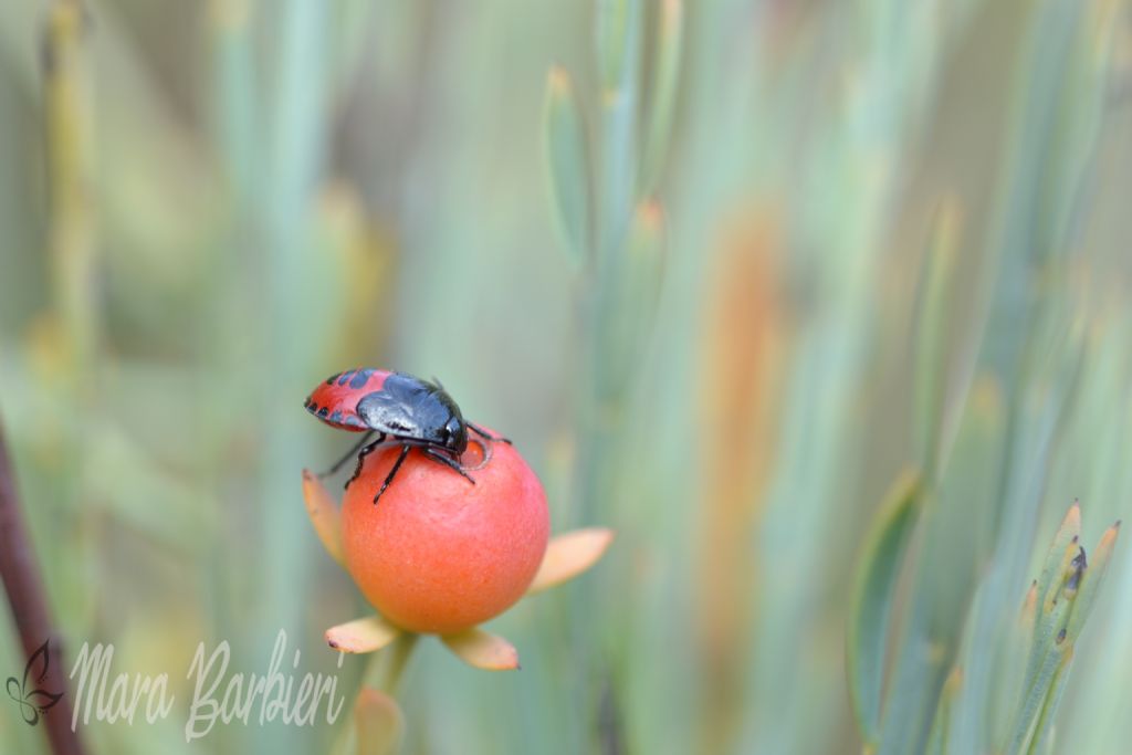 Cydinidae:  ninfa di Canthophorus sp.