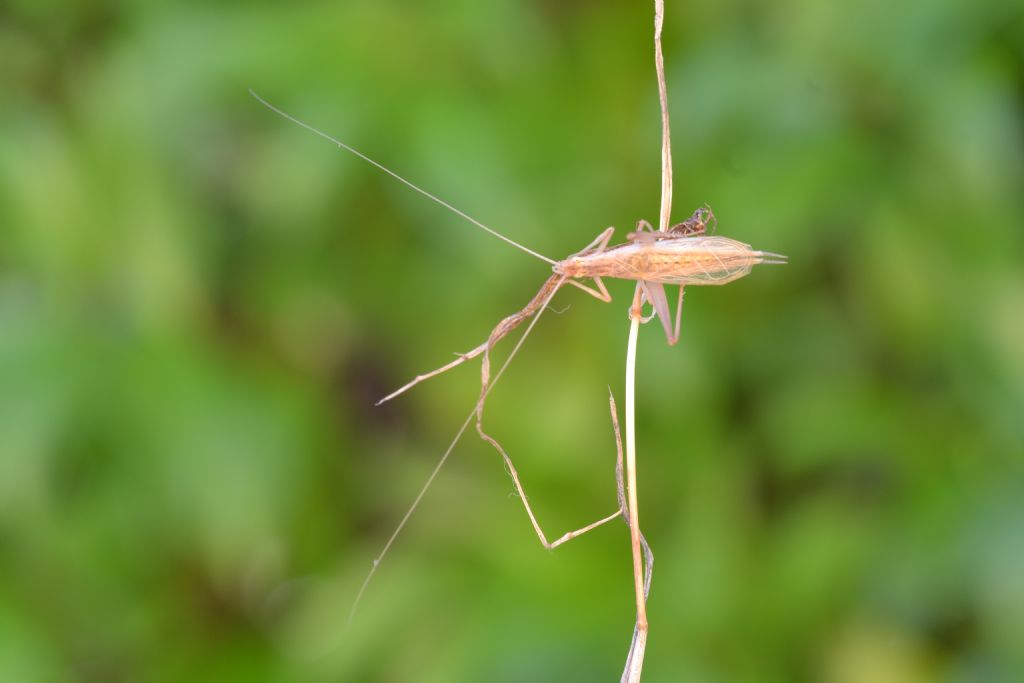 Oecanthidae: Oecanthus pellucens, maschio