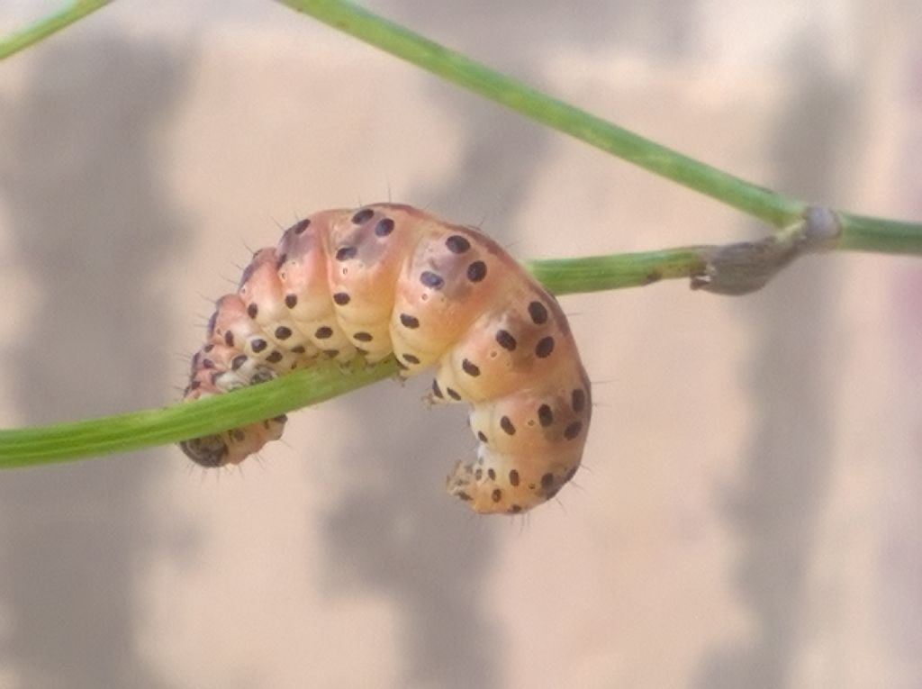 Bruco da id - Sitochroa palealis, Crambidae