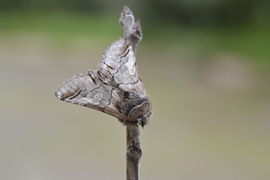 Noctuidae: Diloba caeruleocephala