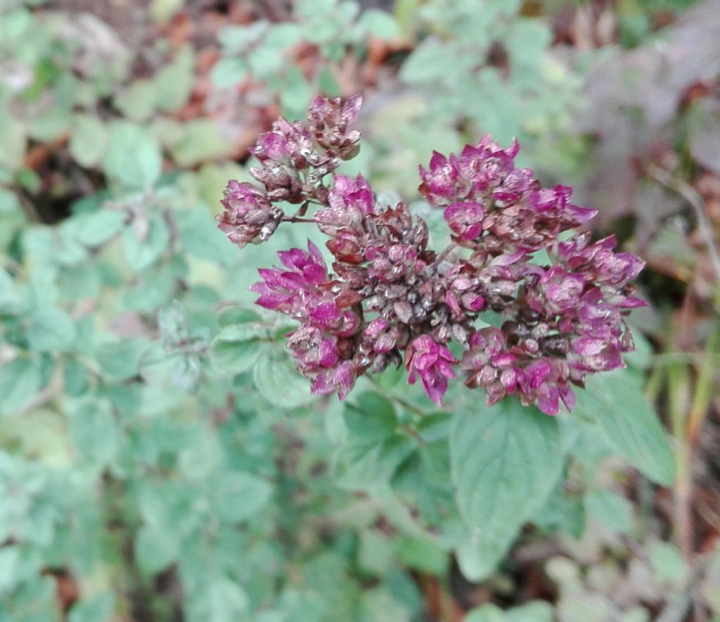 Menta sp? No, Origanum vulgare (Lamiaceae)