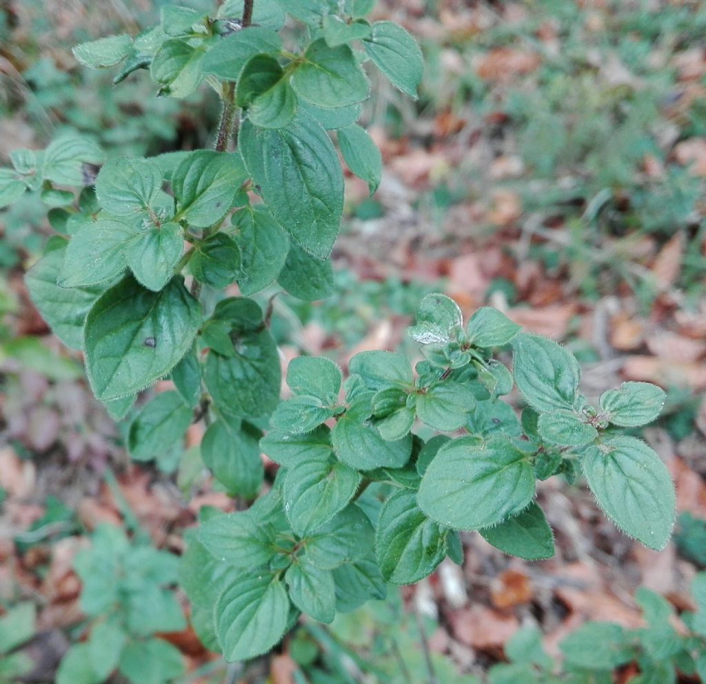 Menta sp? No, Origanum vulgare (Lamiaceae)