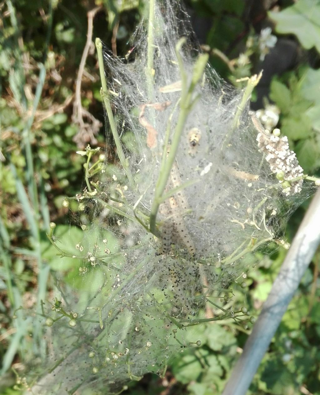 Bruchi di...Yponomeuta cagnagella da confermare