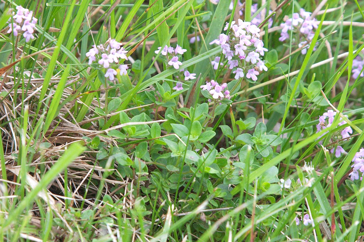 Thymus sp. (Lamiaceae)