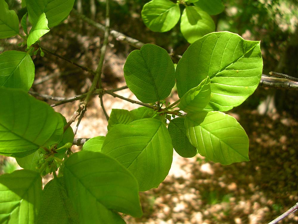 [FVG] Frangula alnus