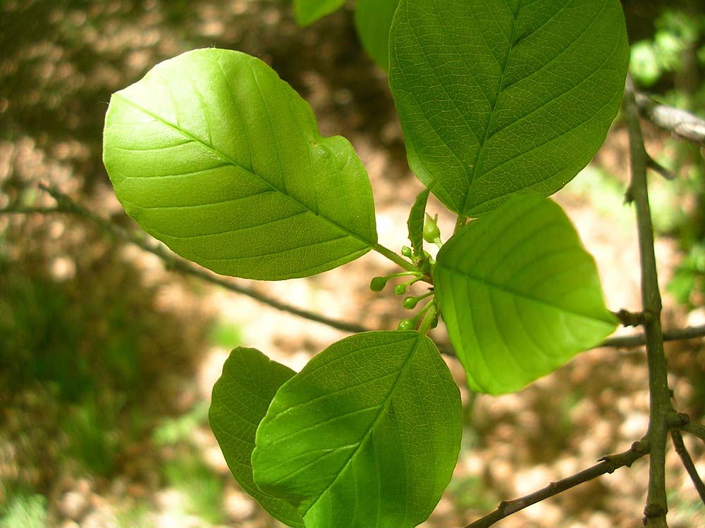 [FVG] Frangula alnus