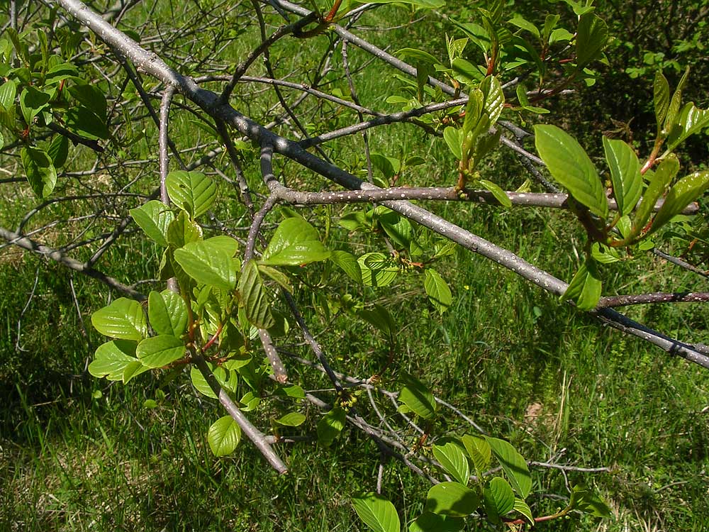 [FVG] Frangula alnus