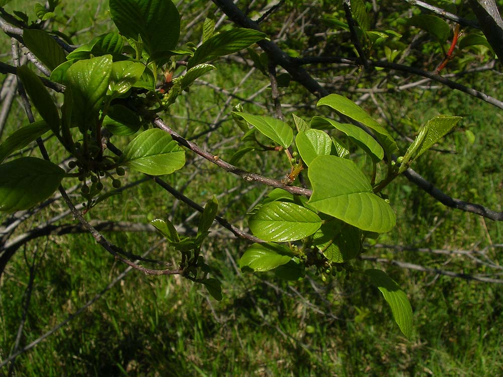 [FVG] Frangula alnus