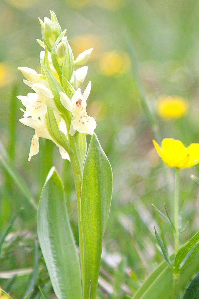 [FVG] Dactylorhiza sambucina