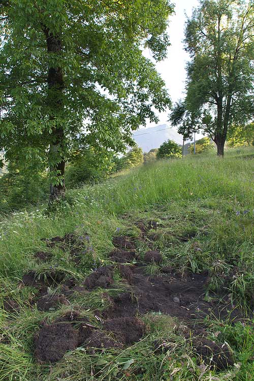 [FVG] fiore sopravvissuto ai cinghiali - Campanula glomerata