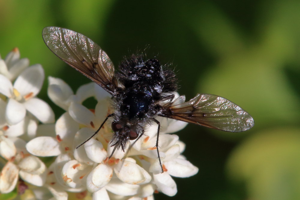 Bombylella atra ? Si