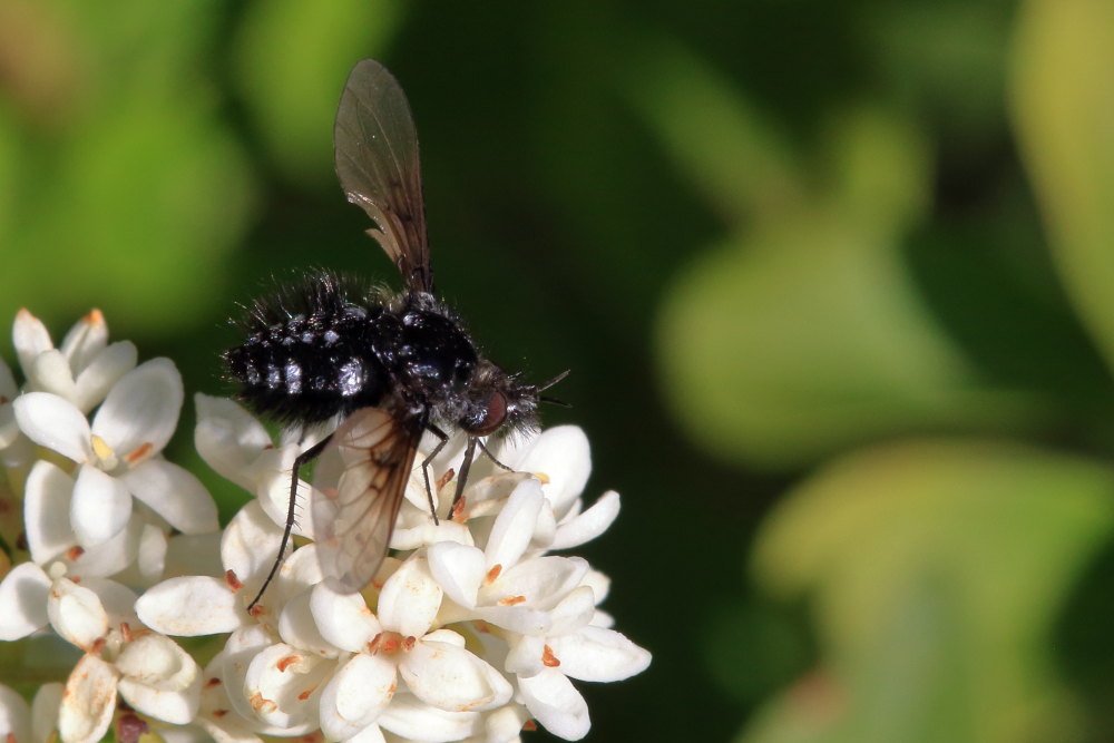 Bombylella atra ? Si