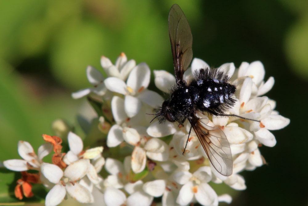 Bombylella atra ? Si