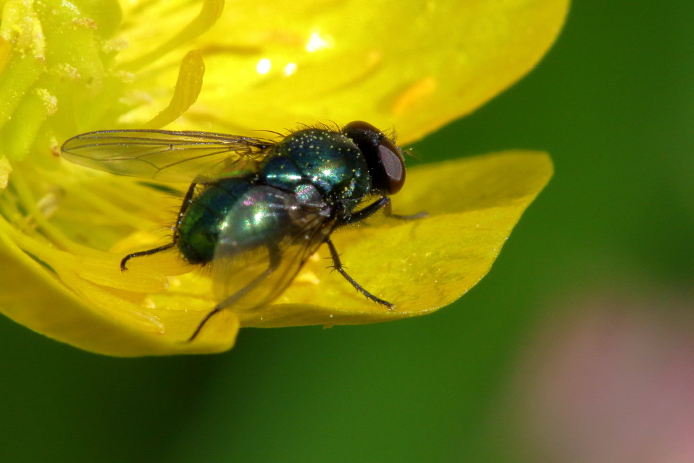 Muscidae:  Pyrellia rapax