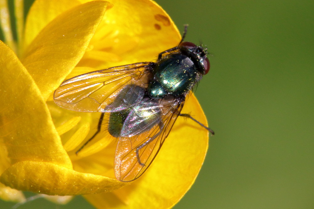 Muscidae:  Pyrellia rapax