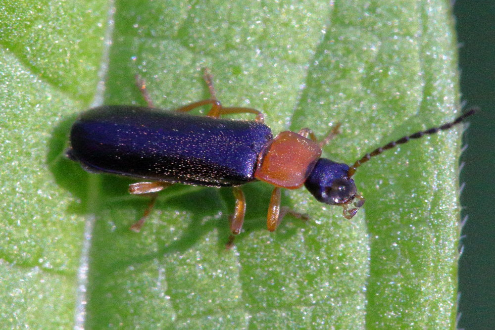 Cantharidae: Cratosilis sicula (cfr.)