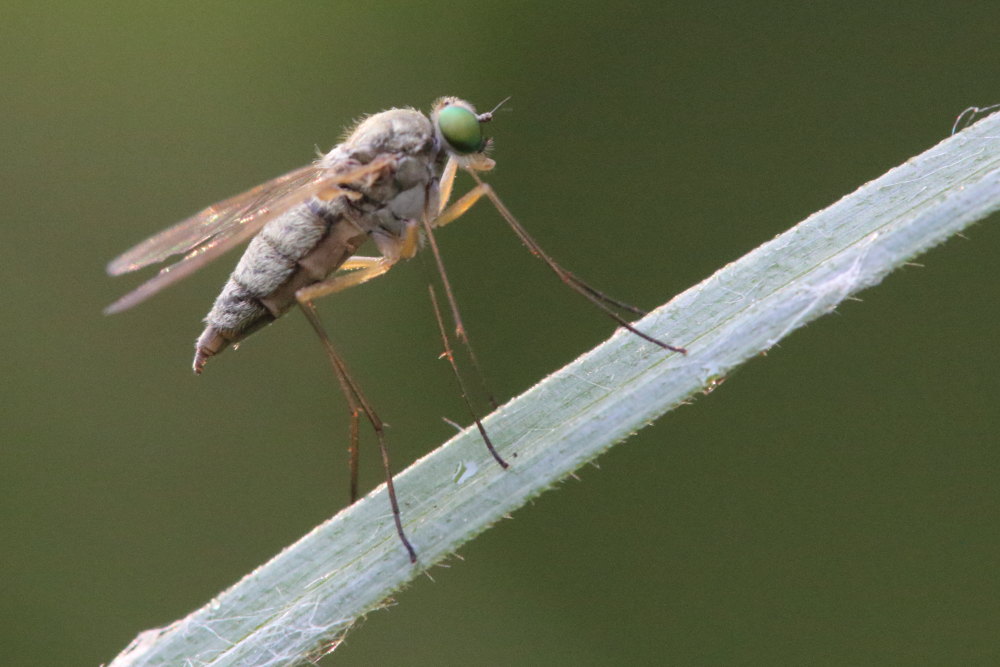 Rhagionidae?  S, Chrysopilus cfr. asiliformis, femmina