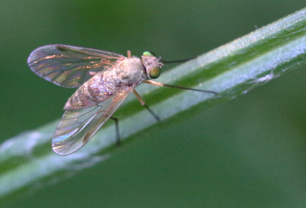 Rhagionidae?  S, Chrysopilus cfr. asiliformis, femmina