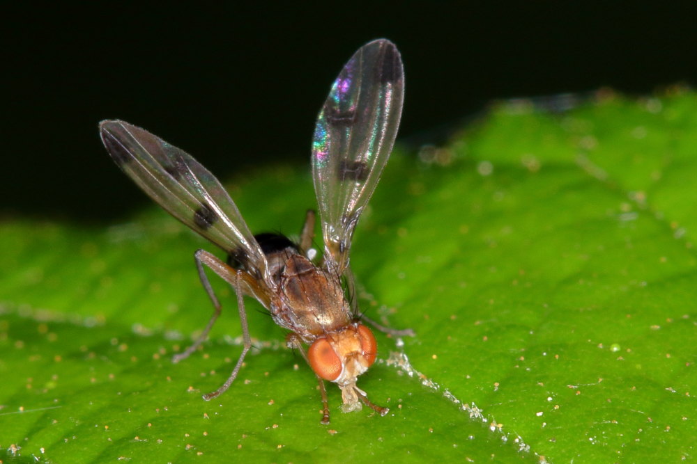 Geomyza tripunctata (Opomyzidae)