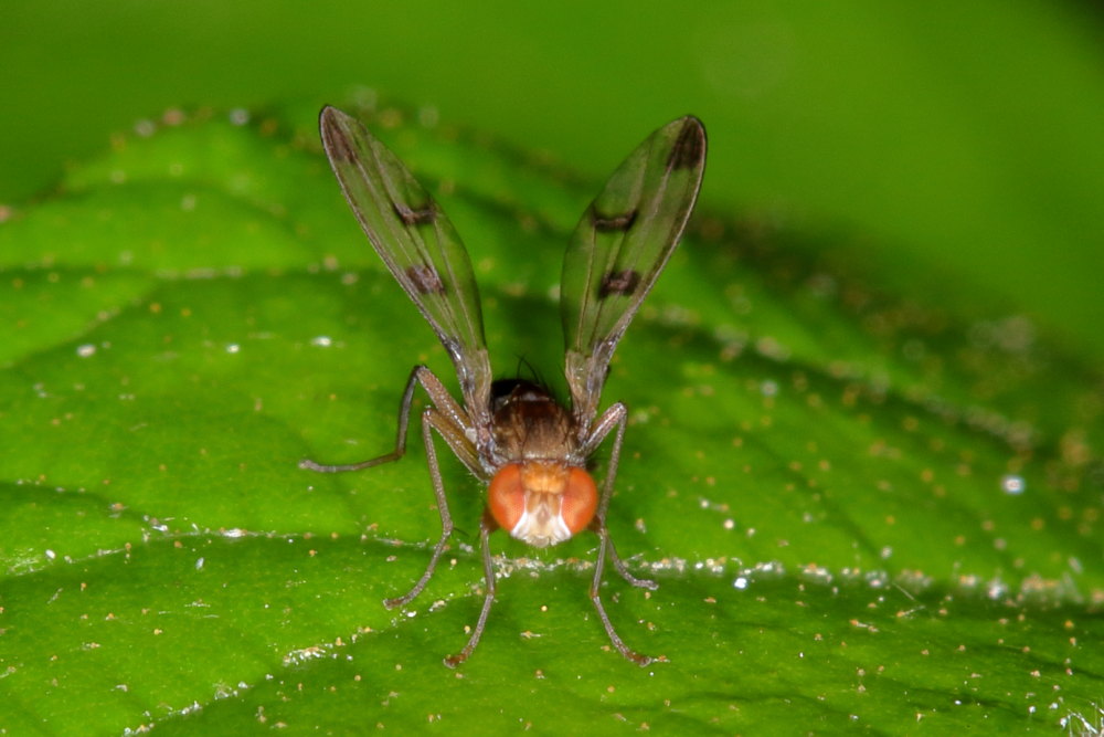 Geomyza tripunctata (Opomyzidae)