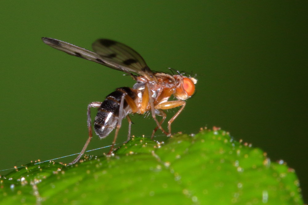 Geomyza tripunctata (Opomyzidae)