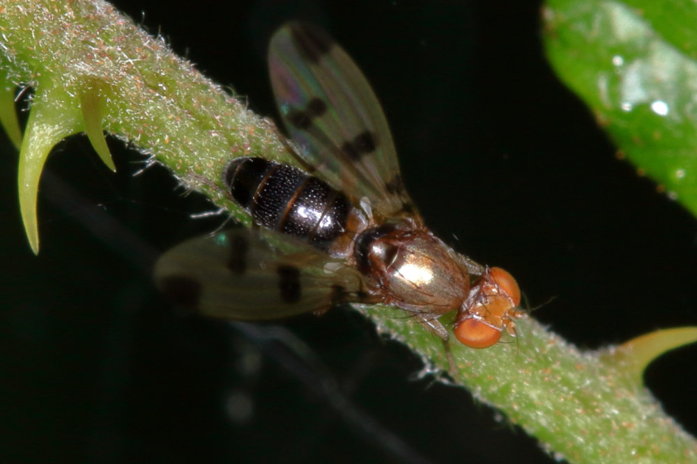 Geomyza tripunctata (Opomyzidae)