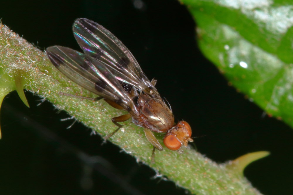 Geomyza tripunctata (Opomyzidae)