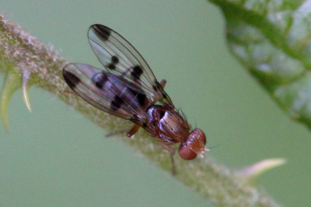 Geomyza tripunctata (Opomyzidae)