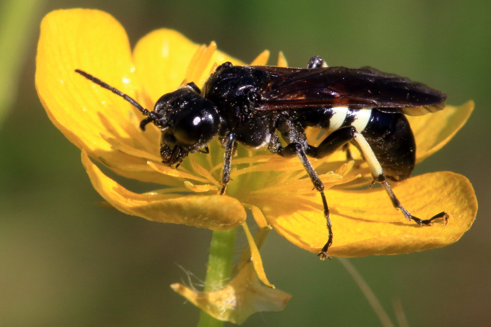 Tenthredinidae: Tenthredo bifasciata s.l.