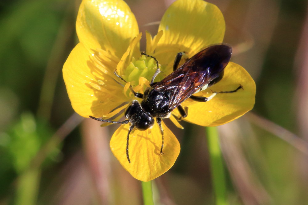 Tenthredinidae: Tenthredo bifasciata s.l.