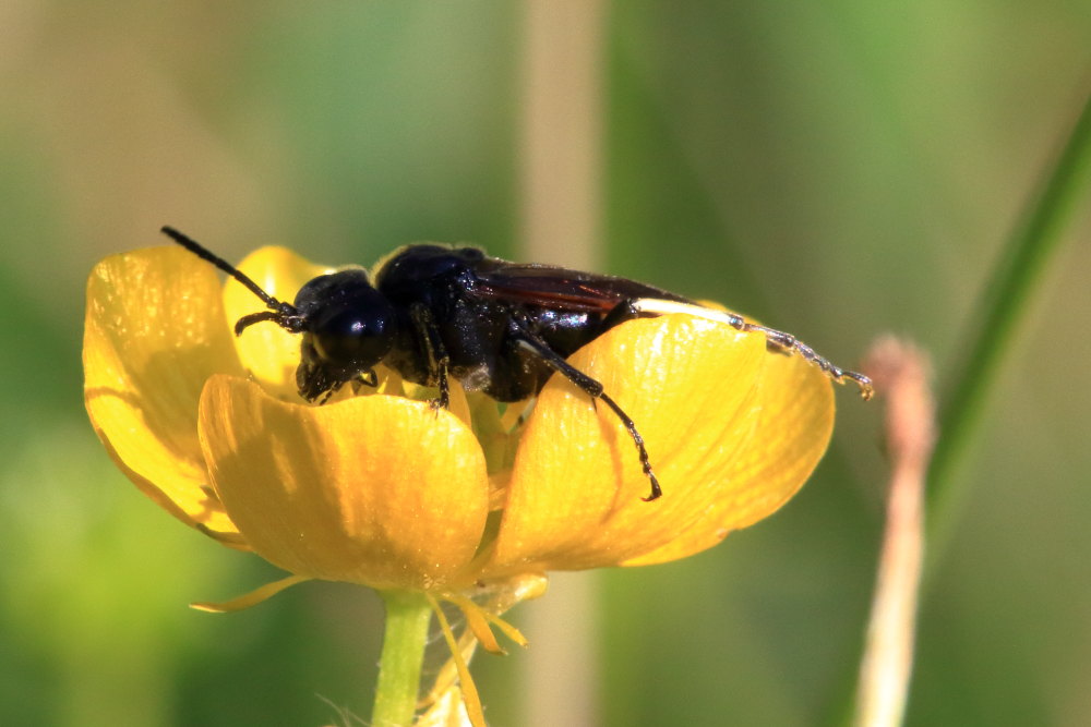 Tenthredinidae: Tenthredo bifasciata s.l.