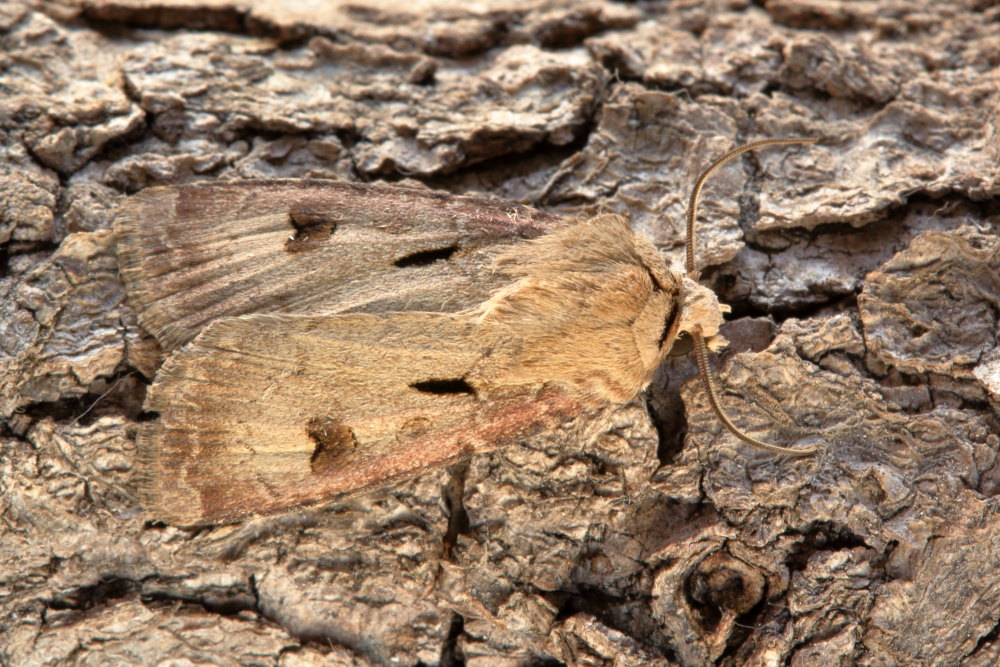 Da identificare 2 - Agrotis exclamationis, Noctuidae