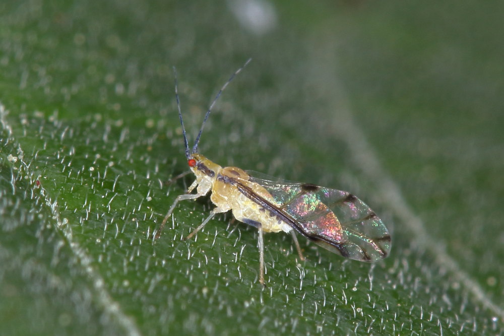 Psyllidae?   No, Aphididae: Eucallipterus tiliae