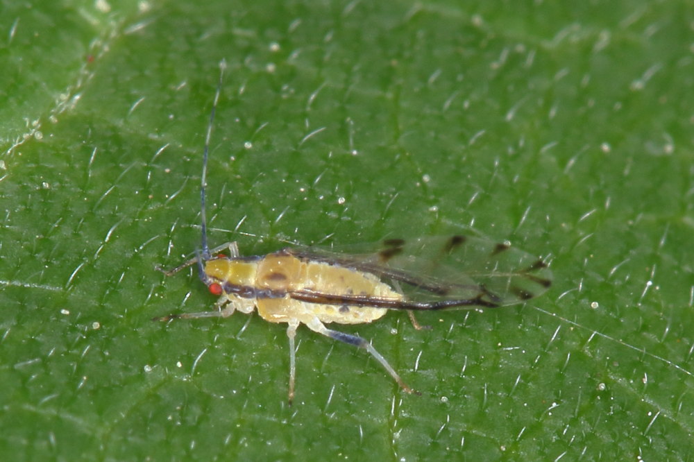 Psyllidae?   No, Aphididae: Eucallipterus tiliae