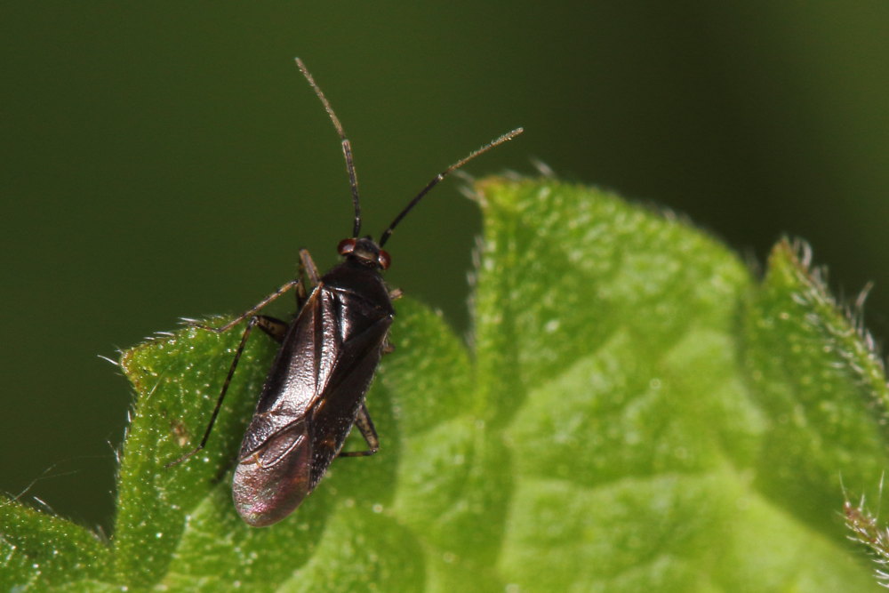 Miridae: Plagiognathus arbustorum arbustorum