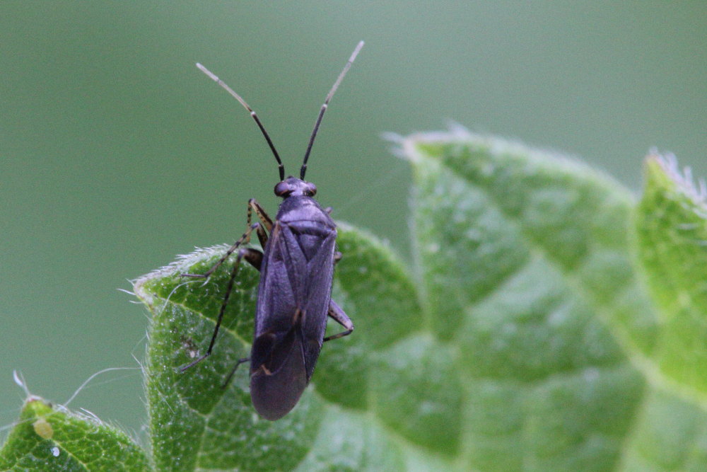 Miridae: Plagiognathus arbustorum arbustorum