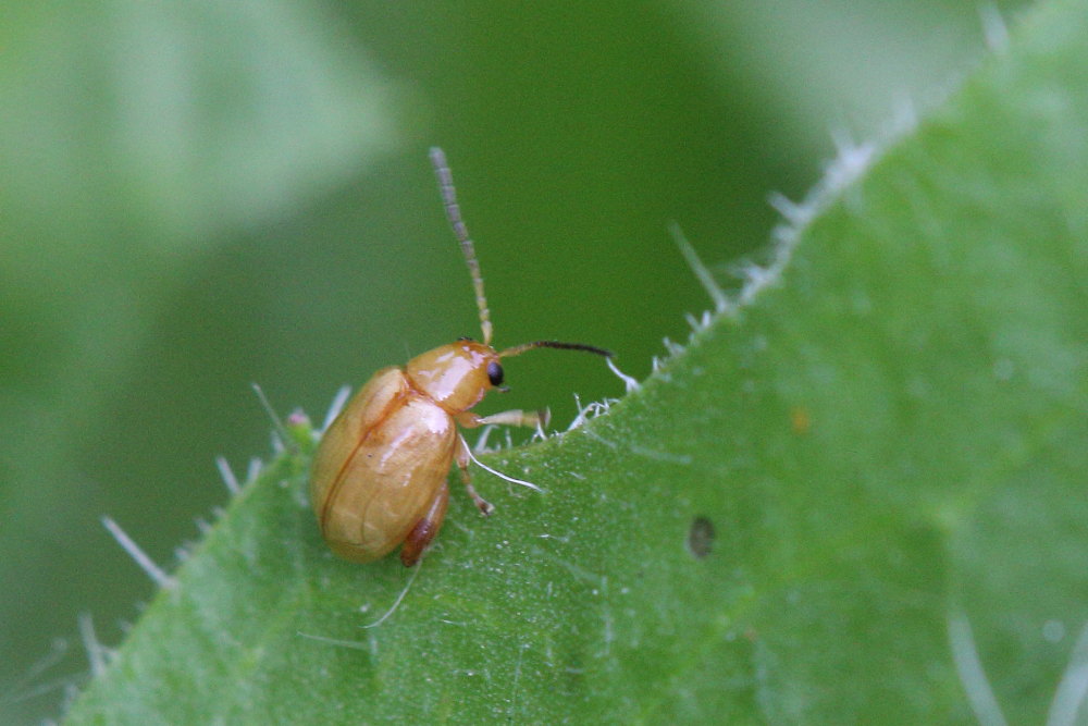 Crisomelide Alticino da identificare: cfr. Longitarsus sp.