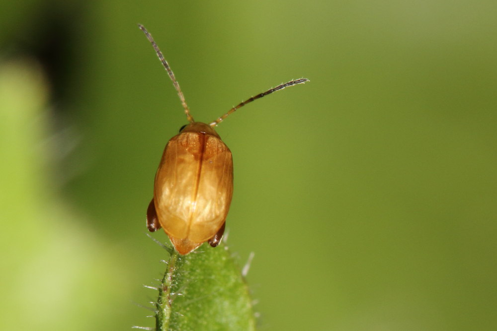 Crisomelide Alticino da identificare: cfr. Longitarsus sp.