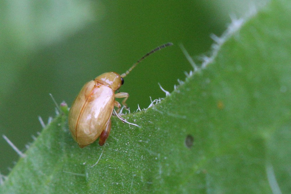 Crisomelide Alticino da identificare: cfr. Longitarsus sp.