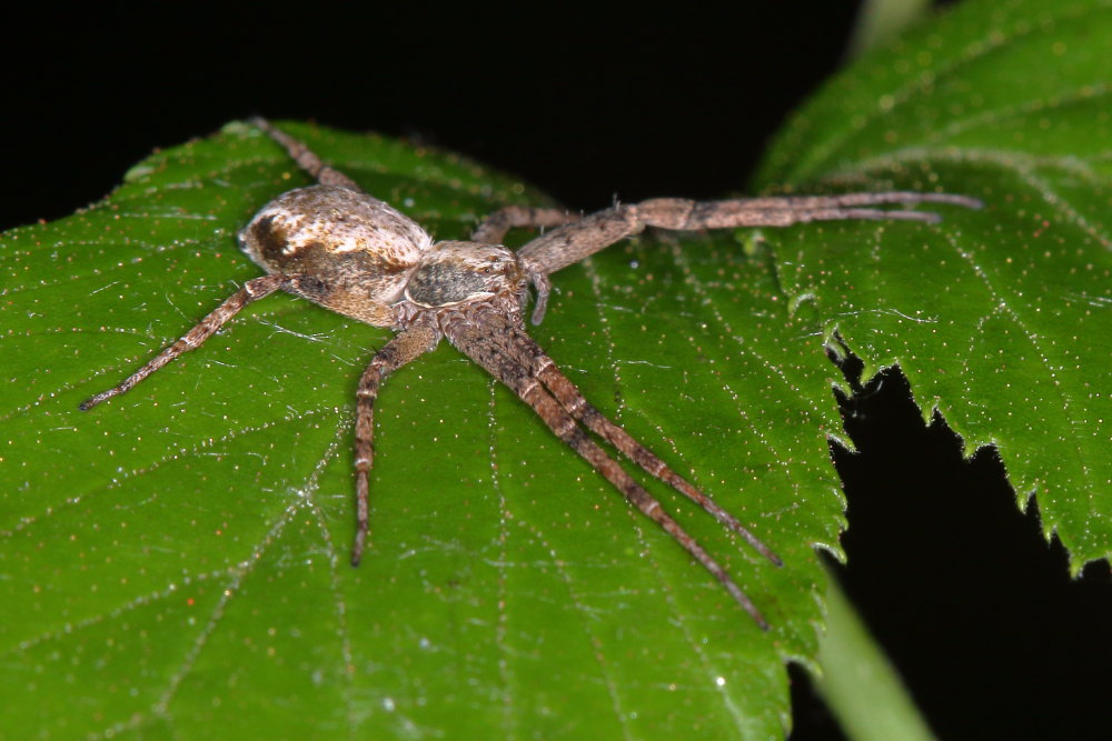 Philodromus sp.  - Osimo (AN)