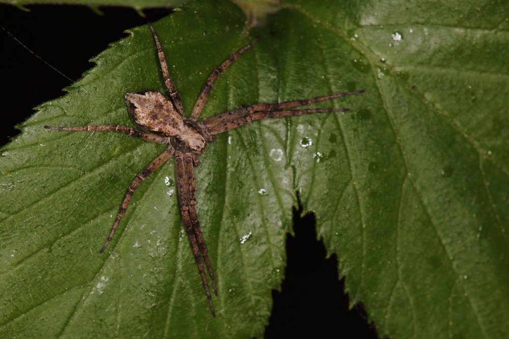 Philodromus sp.  - Osimo (AN)