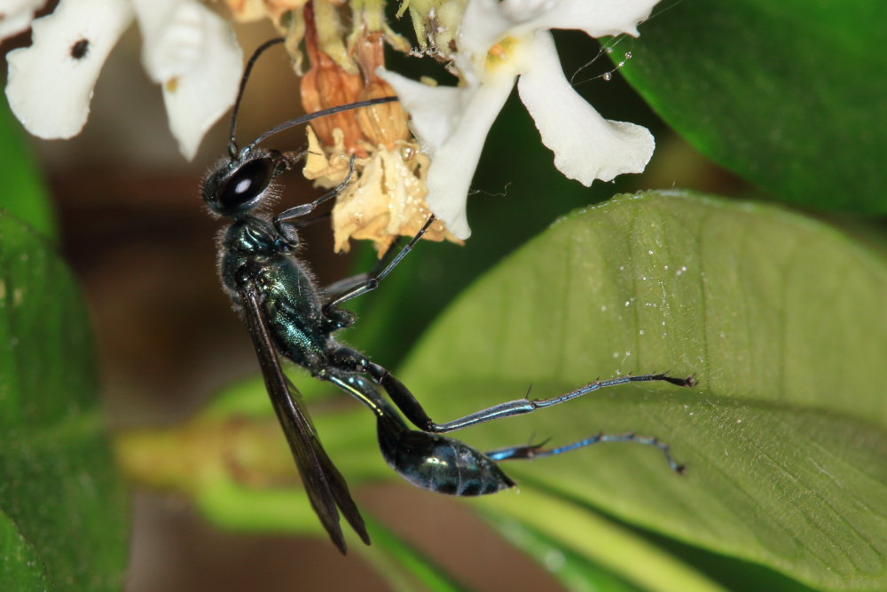 Chalybion bengalense (Sphecidae) e  Acroricnus seductor (Ichneumonidae)