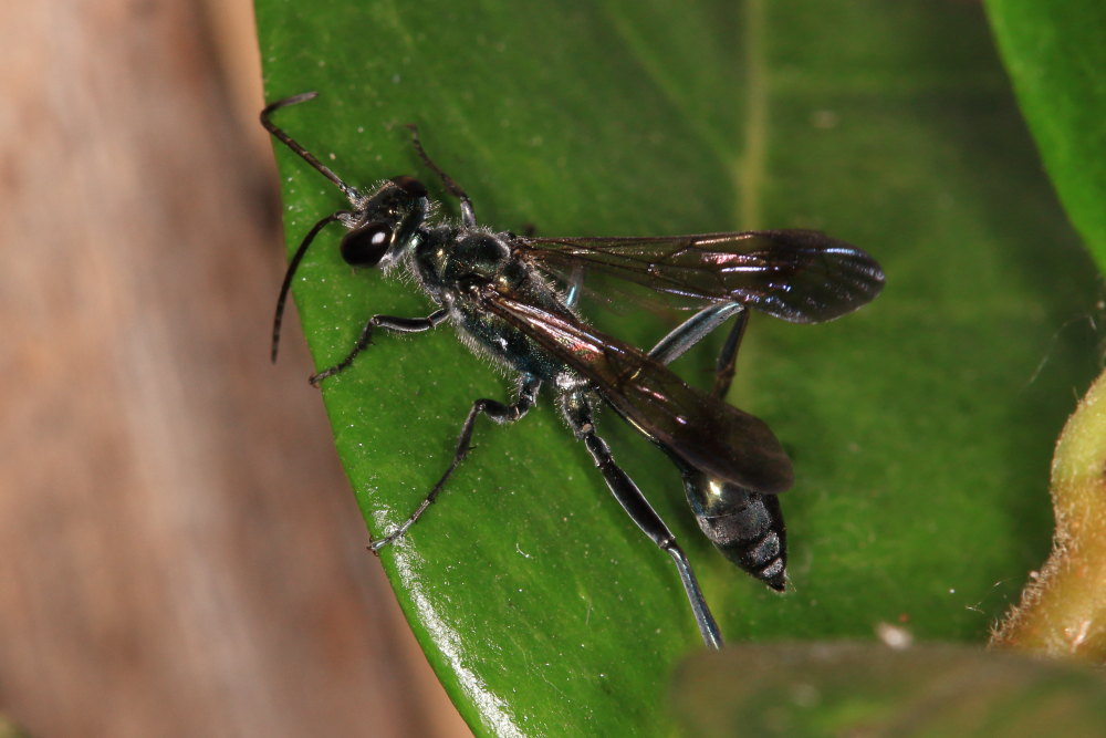 Chalybion bengalense (Sphecidae) e  Acroricnus seductor (Ichneumonidae)