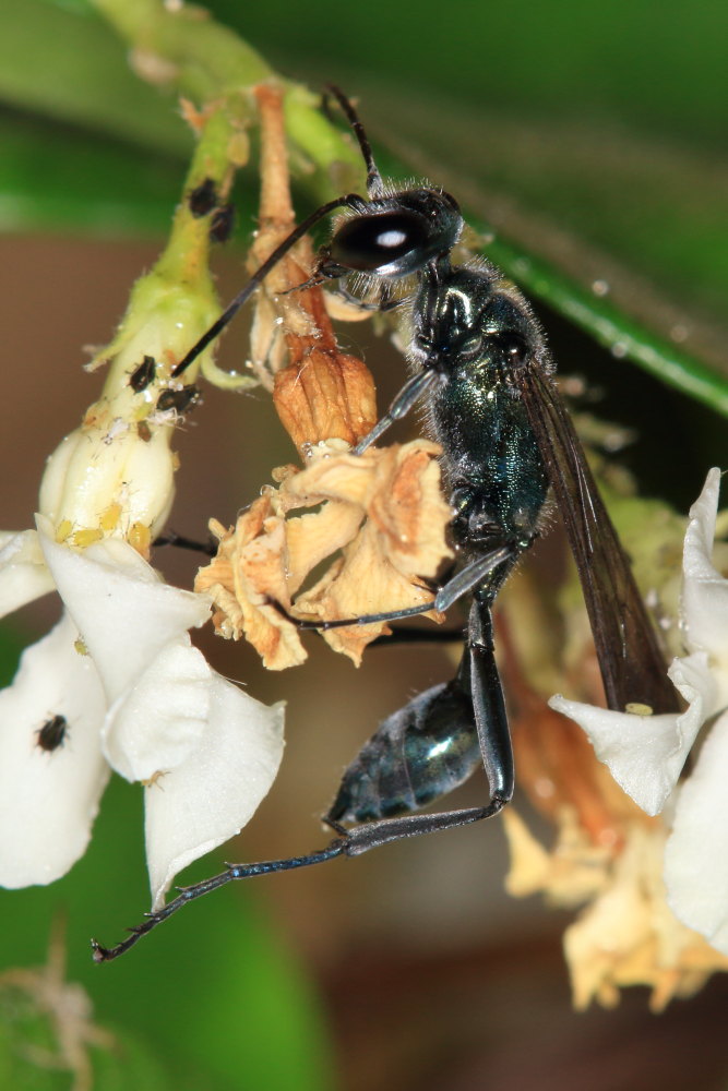 Chalybion bengalense (Sphecidae) e  Acroricnus seductor (Ichneumonidae)